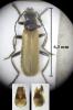 Cantharis figurata